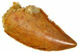 Serrated Raptor Tooth - Real Dinosaur Tooth #370281-1